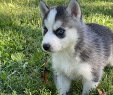 štěňata sibiřského huskyho k adopci