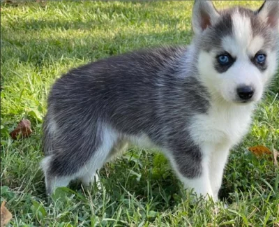 štěňata sibiřského huskyho k adopci