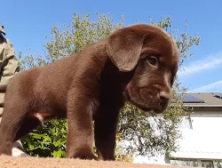 Labrador Retriever