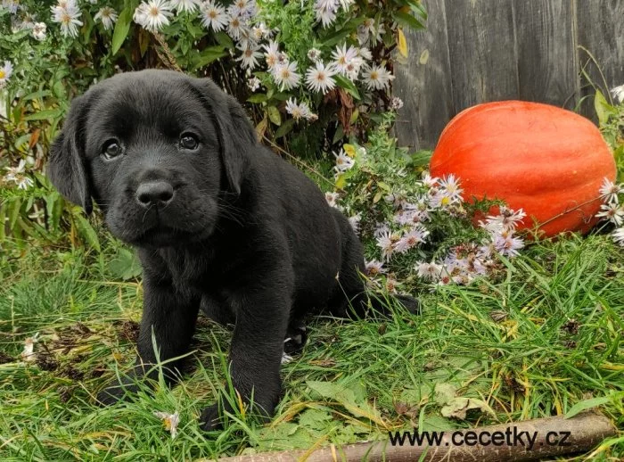 Labrador Retriever