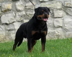 Štěňata rotvajler - Rottweiler štěně