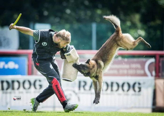 Belgický ovčák malinois  s pp.