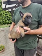 Belgický ovčák malinois  s pp.