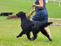 Flat Coated Retriever - černí pejsci s PP - krytí ve Švédsku