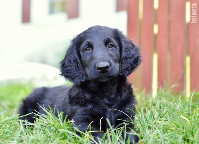 Flat Coated Retriever - černí pejsci s PP - krytí ve Švédsku