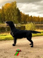 Flat Coated Retriever - černí pejsci s PP - krytí ve Švédsku