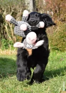 Flat Coated Retriever - černí pejsci s PP - krytí ve Švédsku