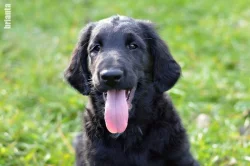 Flat Coated Retriever - černí pejsci s PP - krytí ve Švédsku