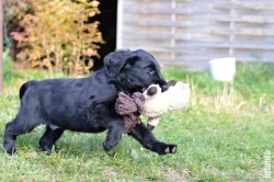 Flat Coated Retriever - černí pejsci s PP - krytí ve Švédsku