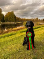 Flat Coated Retriever - černí pejsci s PP - krytí ve Švédsku