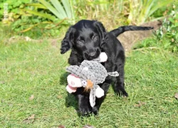 Flat Coated Retriever - černí pejsci s PP - krytí ve Švédsku