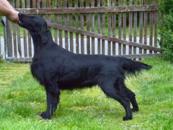 Flat Coated Retriever - černí pejsci s PP - krytí ve Švédsku