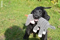 Flat Coated Retriever - černí pejsci s PP - krytí ve Švédsku