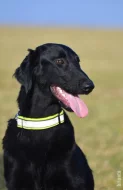 Flat Coated Retriever - černí pejsci s PP - krytí ve Švédsku