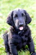 Flat Coated Retriever - černí pejsci s PP - krytí ve Švédsku