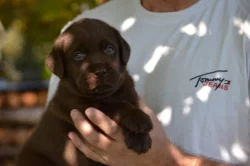 Čokoládová štěnátka labradorů s PP