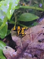 Dendrobates Leucomelas