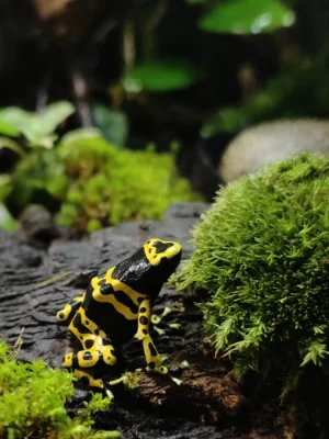 Dendrobates Leucomelas