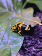 Dendrobates Leucomelas