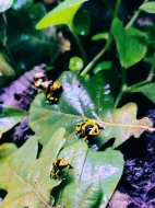 Dendrobates Leucomelas