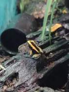 Phyllobates Bicolor