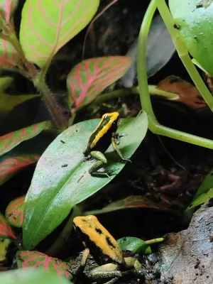 Phyllobates Bicolor