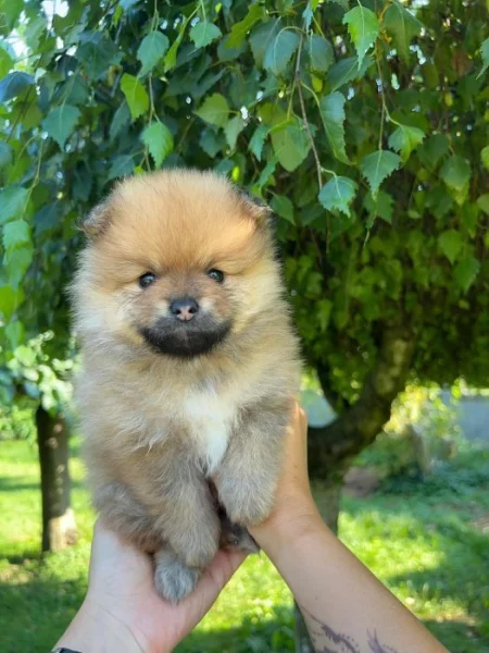 Pomeranian