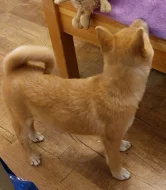 Shiba inu bez PP