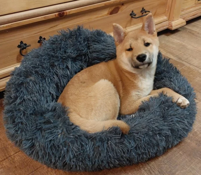 Shiba inu bez PP