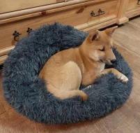 Shiba inu bez PP