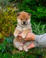 Shiba inu s PP FCI