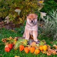 Shiba inu s PP FCI