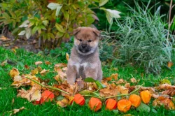 Shiba inu s PP FCI