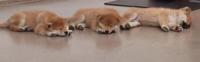 Shiba inu-kvalitní štěňátka s PP