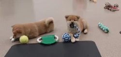 Shiba inu-kvalitní štěňátka s PP