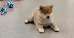 Shiba inu-kvalitní štěňátka s PP