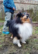 zadám štěňátka sheltie