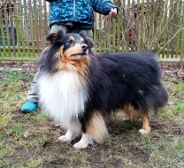 zadám štěňátka sheltie