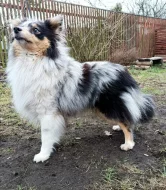 zadám štěňátka sheltie