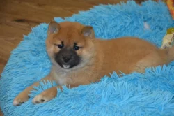 Shiba inu s průkazem původu