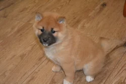 Shiba inu s průkazem původu