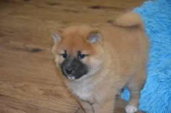 Shiba inu s průkazem původu