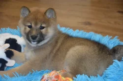 Shiba inu s průkazem původu