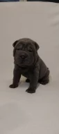 Štěňata Shar-pei, šarpej