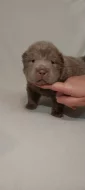 Štěňata Shar-pei, šarpej