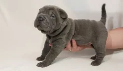 Štěňata Shar-pei, šarpej