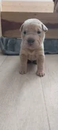 Štěňata Shar-pei, šarpej