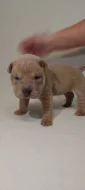 Štěňata Shar-pei, šarpej