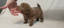 Štěňata Shar-pei, šarpej