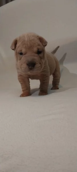 Štěňata Shar-pei, šarpej